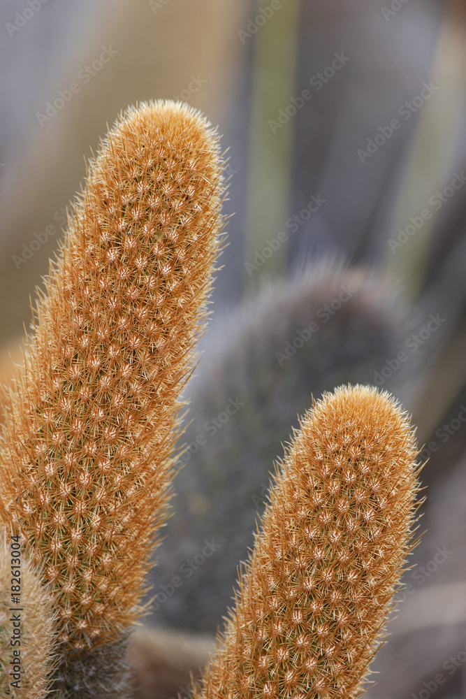 Lava Cactus (Brachycereus nesioticus), Punta Moreno, Isabela island,  Galapagos Islands Stock Photo | Adobe Stock