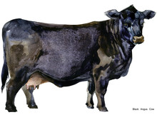 Hand-drawn Watercolor Illustration Of Dairy Cow