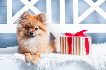 The pomeranian spitz is laying on the white plaid with in red stripes present. Concept of preparation to the NEw Year or Christams