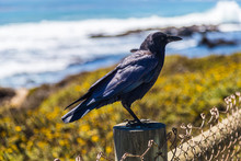 American Crow (Corvus Brachyrhynchos) Sitting On Fence In San Simeon, Big Sur, California, US
