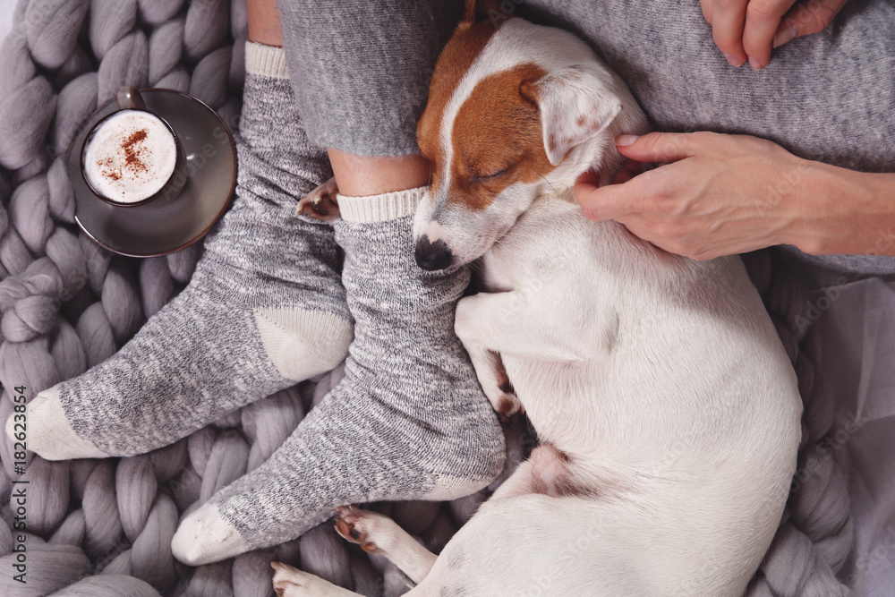 Cozy ,lazy day at home, cold weather, warm blanket. Dog sleeping on female feet. Relax, carefree, comfort lifestyle. - obrazy, fototapety, plakaty 