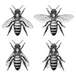 Honey Bee Illustration with 4 different wing positions