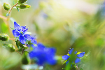 Wall Mural - beauty flower wild with sunshine for design