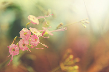Wall Mural - beauty flower wild with sunshine for design. vintage style
