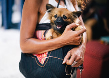 Woman Carry Cute Puppy In The Bag