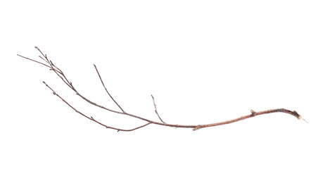 dry branch isolated on white background
