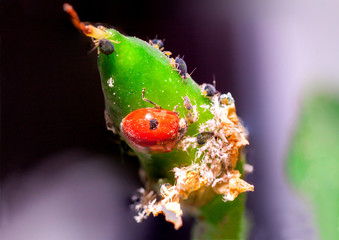 Ladybird pest killers eating aphids