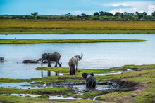 Large Elephant Herd Taking A Bath In The Chove River, Chobe Riverfront, Serondela, Chobe National Park, Botswana
