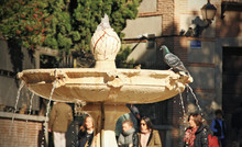 Pigeon Perched On A Fountain