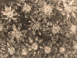 Vintage field of daisies in sepia. The dabbing technique near the edges gives a soft focus effect due to the altered surface roughness of the paper.