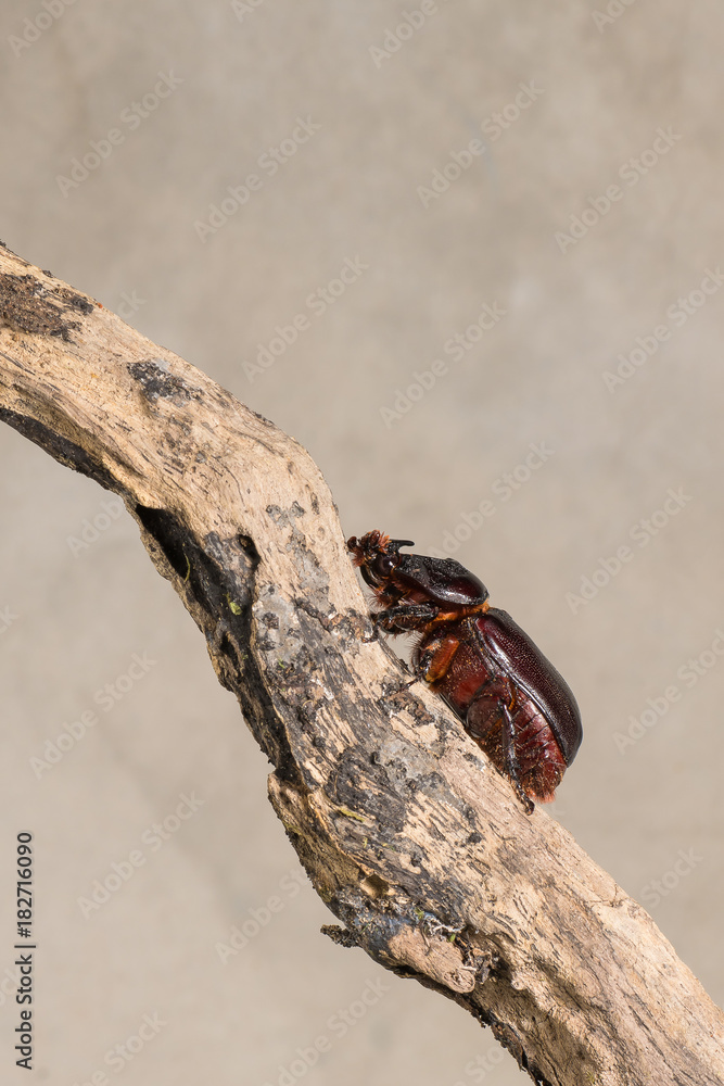 A Coconut rhinoceros beetle one of the invasive species that attacks ...