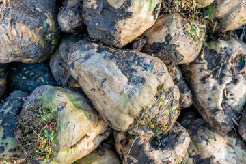 Poster - Sugar beets from very close