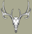 horned deer skull