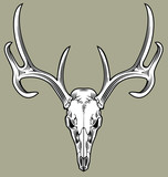Fototapeta Konie - horned deer skull