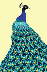 Portrait of a peacock with a beautiful tail