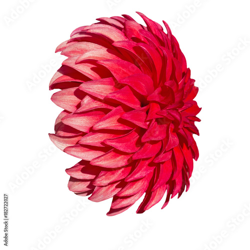 dahlia red isolate on white background