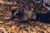 Fototapeta Na drzwi - Yugoslavian Shepherd Dog