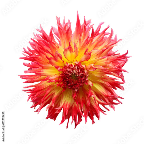 red yellow striped head of a dahlia flower
