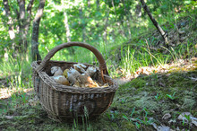 Fresh Porcini Mushrooms In Basket. Basket With Edible Boletus Edulis Or Cap Mushrooms In Forest