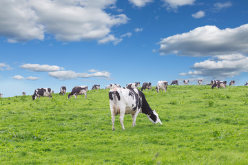 Poster - Perfect farm cows on a green meadow