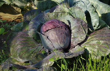 Red cabbage in the garden