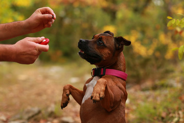 Staffordshire bull terrier