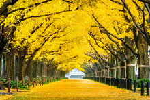 Row Of Yellow Ginkgo Tree In Autumn. Autumn Park In Tokyo, Japan.