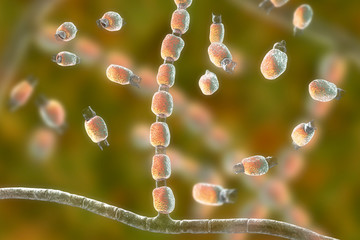 Fungi Coccidioides immitis, saprophytic stage, 3D illustration showing fungal arthroconidia. Pathogenic fungi that reside in soil and can cause infection coccidioidomycosis, or Valley fever