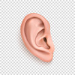 Vector realistic human ear icon closeup isolated on transparency grid background. Design template of body part, human organ
