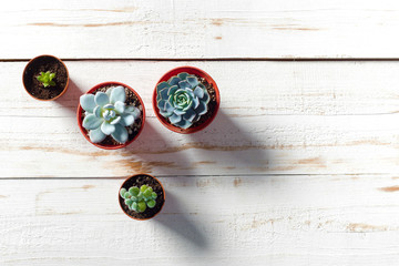 Poster - Potted plants on white wood