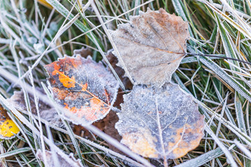 Wall Mural - Macro closeup of frost ice crystals on orange autumn leaves, grass in morning on ground