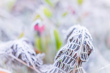 Wall Mural - Macro closeup of frost ice crystals on brown fern branch leaves plant in morning snow