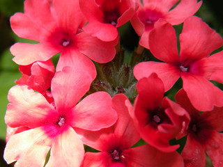 beautiful pink and violet color natural   flowers with pollen  from near-close up,macro details