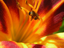 Beautiful Yellow Natural Flowers With Bee,insect From Near-close Up,macro Details
