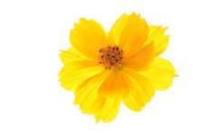 Yellow Cosmos Flower Isolated On White