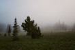Dense fog on a mountainside in Washington State 