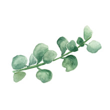 Crassula, Money Tree. Watercolor Painting Of Stem With Leaves On White