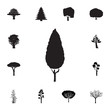 © gunayaliyeva - Thuja. Black tree icon. Set of silhouette of tree icons. Web Icons Premium quality graphic design. Signs, outline symbols collection, simple icons for websites, web design, mobile app
