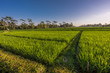 Green rice paddy field near Ubud, Bali, Indonesia