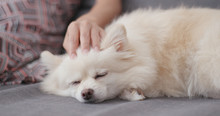 Pet Owner Touch On Pomeranian Dog And Sleep On Sofa