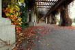 Kolorowa wrocławska pergola podczas jesiennego spaceru -  odcienie brązu liści pnącza