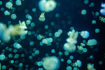 jelly fish inside water tank