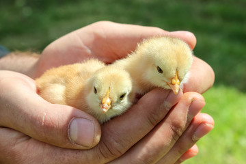 Wall Mural - two young chicks in hands of farmer