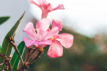 Beautiful Oleander Blossoms
