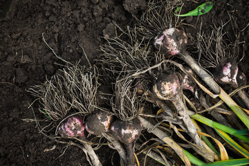 Harvesting garlic in the garden