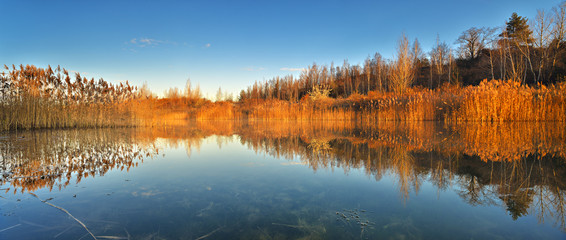 Wall Mural - clear calm lake with reeds in the warm light of the rising sun