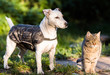 Cute jack russel dog and domestic kitten best friends