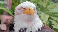 Close Up Bald Head Eagle Head.