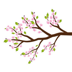 sakura cherry blossom flower leaf tree branch