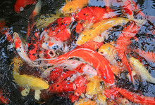 Close-up Koi Carps Crowding Together Competing For Food.